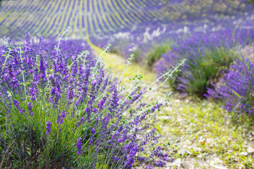 Lavender fields near Valensole in Provence, France.