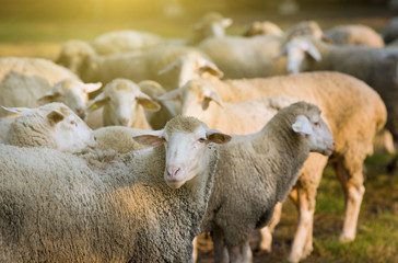 Naklejka premium Sheep herd