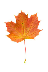 Naklejka na ściany i meble Red autumn maple leaf isolated on white background