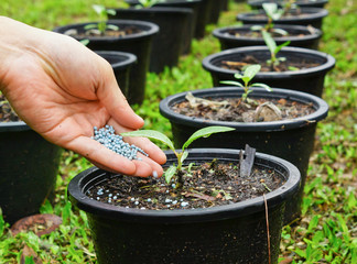 a hand giving fertilizer to a young plant in a plastic pot