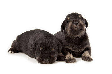 Miniature Schnauzer black puppies