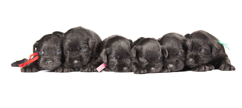 black puppies of Miniature Schnauzer