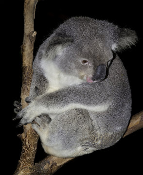 koala tongue