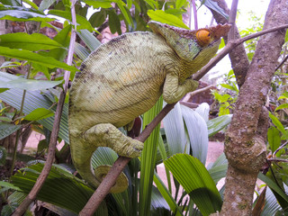 Parson's chameleon (Calumma parsonii) - Rare Madagascar Endemic