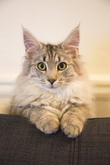 Cute purebred cat on the sofa