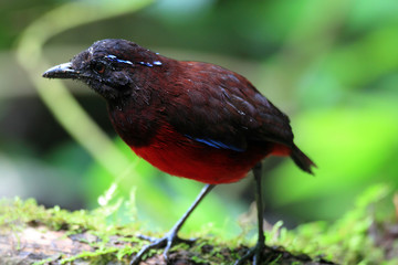 Graceful Pitta (Erythropitta venusta) in Sumatra , Indonesia