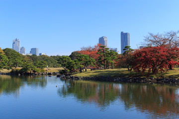 Autumn leaves in Hamarikyu Gardens, Tokyo