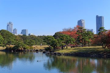 Autumn leaves in Hamarikyu Gardens, Tokyo