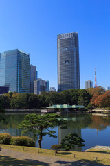 Fototapeta premium Autumn leaves in Hamarikyu Gardens, Tokyo