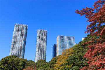 Autumn leaves in Hamarikyu Gardens, Tokyo