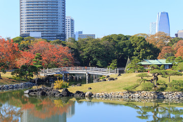 Autumn leaves in Hamarikyu Gardens, Tokyo