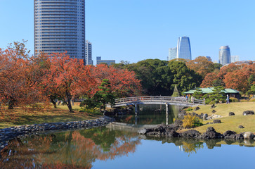 Autumn leaves in Hamarikyu Gardens, Tokyo