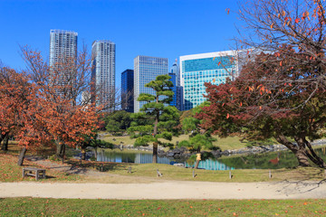 Autumn leaves in Hamarikyu Gardens, Tokyo