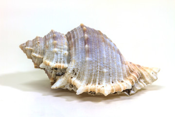 sea shell isolated on white