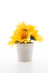 Vase flower isolated on white background