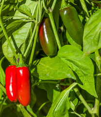 Red and green Jalapeno peppers