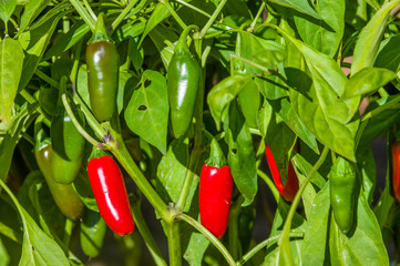 Jalapeno hot peppers on bush