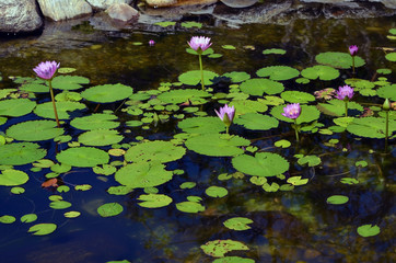 Pond in a Japanese Garden