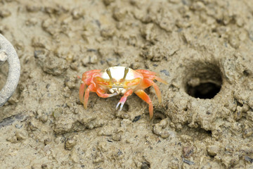 Portrait of a Young Fiddler Crab
