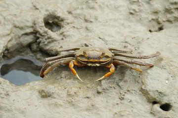 Portrait of a Spider Crab