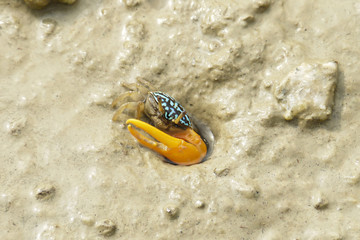 Obraz premium Portrait of a Blue Crab