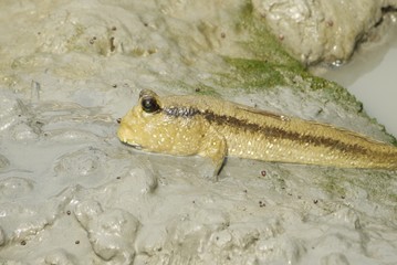 Portrait of a Giant Mud Skipper