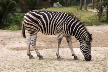 Obraz na płótnie Canvas African Zebra