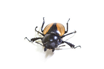 insect, beetle, bug, in genus Odontolabis