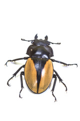 insect, beetle, bug, in genus Odontolabis