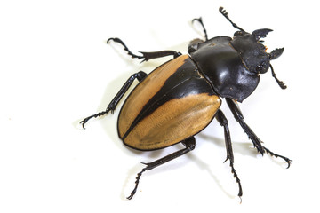 insect, beetle, bug, in genus Odontolabis