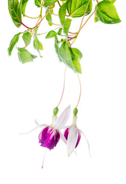 beautiful branch of red and white fuchsia flower is isolated on