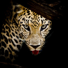 close up  Leopard Portrait