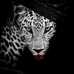 Gardinen close up  Leopard Portrait © art9858