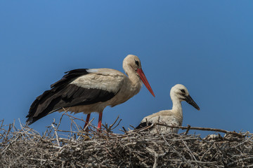 white storks