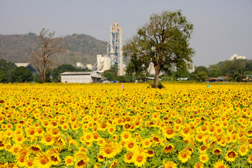 Sun flowers and factory