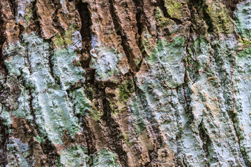 Tree bark texture