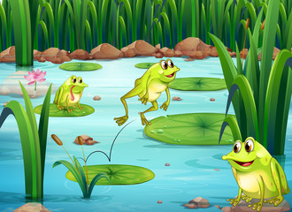 Obraz premium Frogs