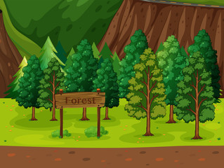 Fototapeta premium Forest