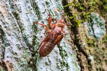 cicada shell which leave on the tree