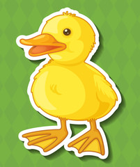 Duck