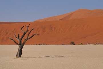 toter Baum im Dead Vlei