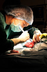 veterinarian doctor in operation room for surgical