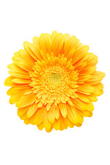 Yellow flower
