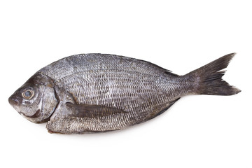 Isolated fresh bream