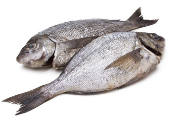 Isolated fresh bream