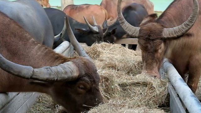 buffaloes are eating straw