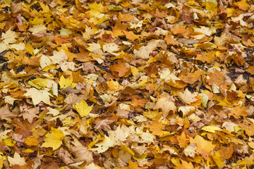 イチョウ　秋　Ginkgo tree Autumn