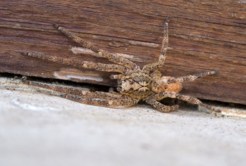 Zoropsis spinimana spider. Mediterraean spider