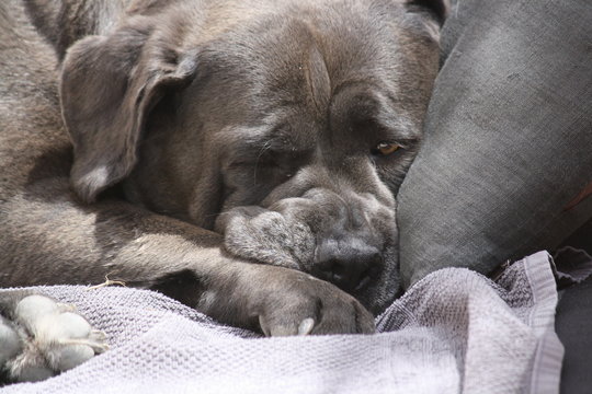 CHIEN