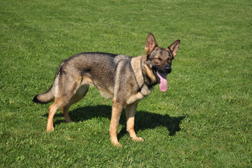 German shepard on a meadow